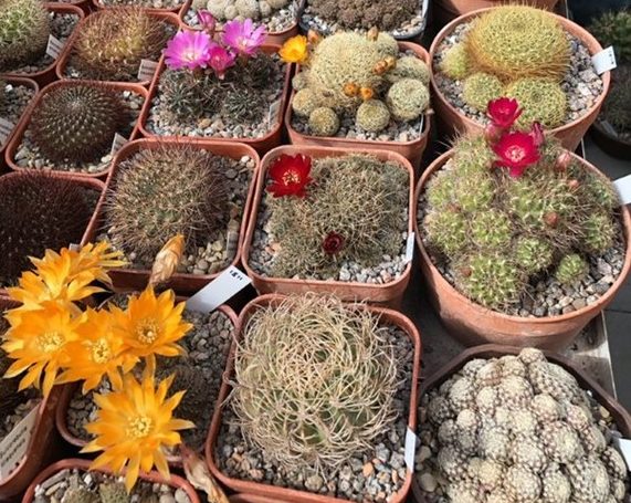 Photo of blooming cacti in pots. 